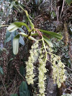 Epidendrum excisum.jpg