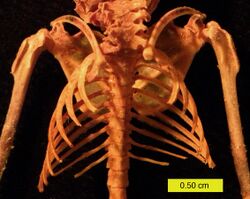 Eptesicus fuscus ribcage.jpg