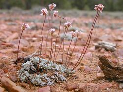 Eriogonumkennedyi austromontanum.jpg