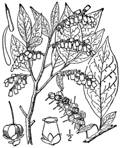 Eubotrys recurva BB-1913.png