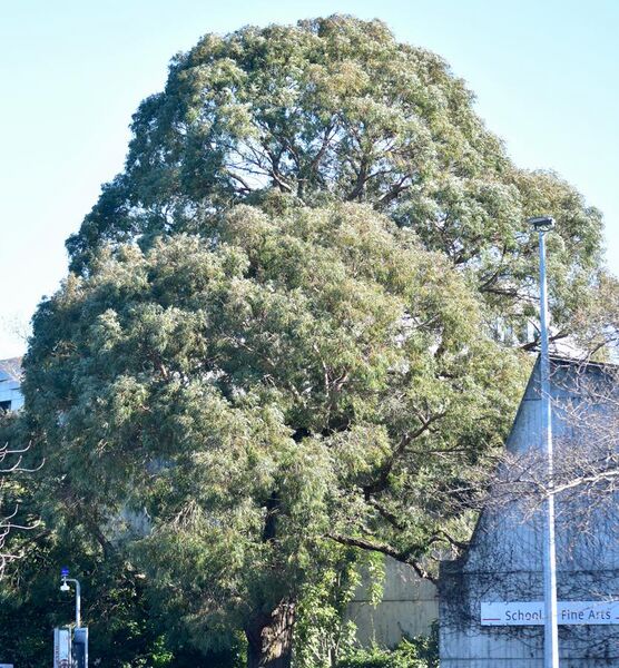 File:Eucalyptus macarthurii UC.jpg