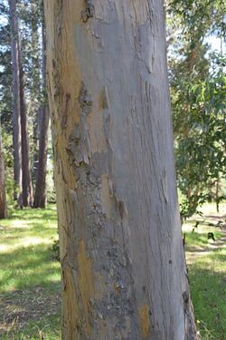 Eucalyptus nitida.jpg
