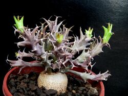 Euphorbia Groenewaldii.jpg