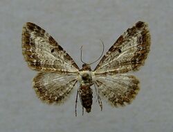 Eupithecia succenturiata01.jpg