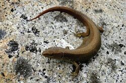 Euspondylus oreades, female.jpg