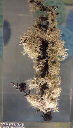 Evernia mesomorpha - National Museum of Nature and Science, Tokyo - DSC07582.JPG