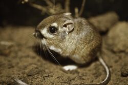 Federally endangered Morro bay kangaroo rat, last documented in the wild in 1986. (31045316021).jpg