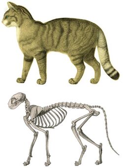 Felis silvestris restoration & skeleton.jpg