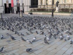 Flock of feral pigeons at Trafalgar Square, London.jpg