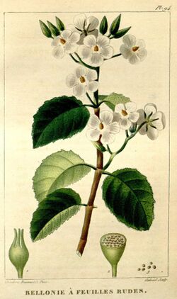 Flore médicale des Antilles, ou, Traité des plantes usuelles (Pl. 94) (8203060158).jpg