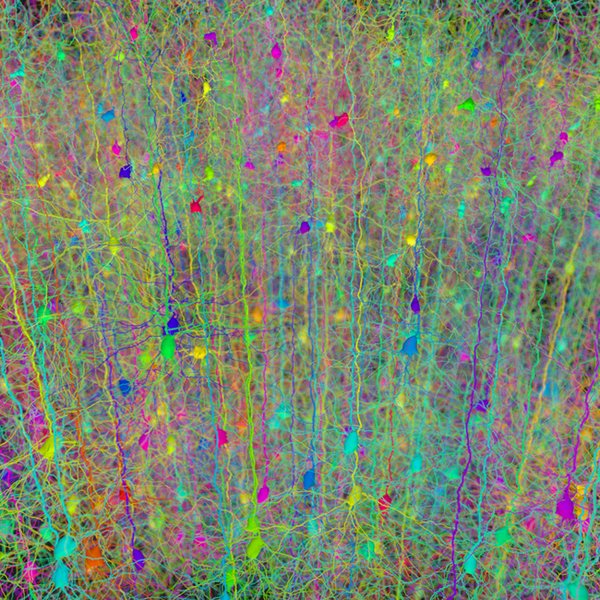 File:Forest of synthetic pyramidal dendrites grown using Cajal's laws of neuronal branching.png