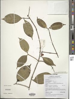 Garcinia mannii-NMNH-14335029.jpg