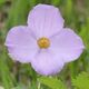 Glaucidium palmatum (flower s3).JPG