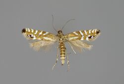 Glyphipterix thrasonella E-MK-7-382a.jpg