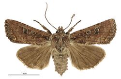 Graphania morosa female.jpg