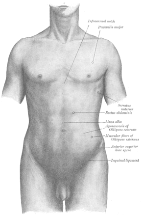 Gray abdomen front surface en.png