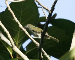 Grey-hooded White-eye (Lophozosterops pinaiae) - Flickr - Lip Kee.jpg