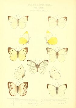 GroseSmithKirby1892RhopExotPierinaePinacopteryxI.jpg