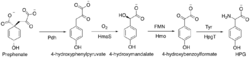 HPG biosynthesis.png