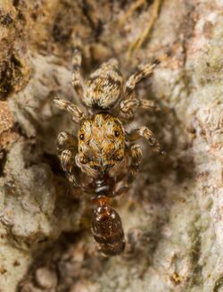 Habrocestum hongkongiense eating an ant.jpg