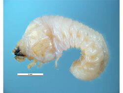 Heterobostrychus aequalis larva.jpg