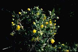 Hibbertia potentilliflora.jpg