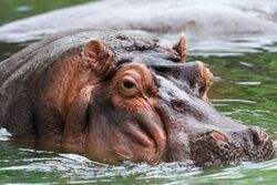 Hippo memphis.jpg