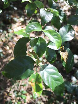 Hodgkinsonia ovatiflora Iluka.jpg