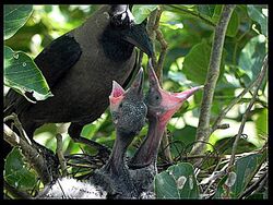 House Crow feeding chicks.jpg