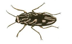 Illustrations of Exotic Entomology Buprestis Virginiensis.jpg