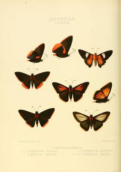 Illustrations of new species of exotic butterflies Pyrrhopyga I (1866).jpg