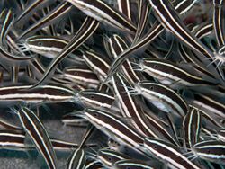 Image-Striped eel catfish2.jpg