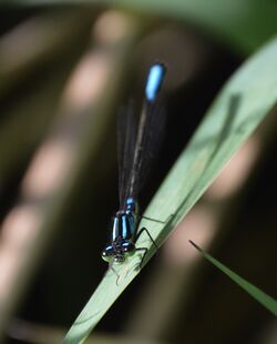 Ischnura erratica 041616.jpg