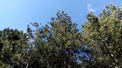 Korean pine (Pinus koraiensis) trees crowns.jpg