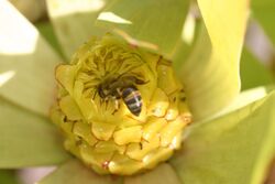 Leucadendron tinctum3 (89035844).jpg