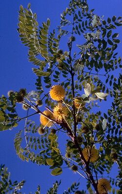 Leucaena retusa.jpg