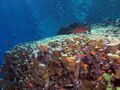 Looking up the reef, shallow with cruising coral hind, and lots of coralline algae (6159009086).jpg