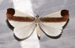 Macrosoma leucophasiata 81488480.jpg