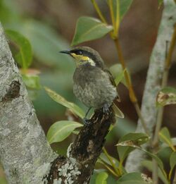 Mangrove Honeyeater Decept.Bay Dec06.jpg