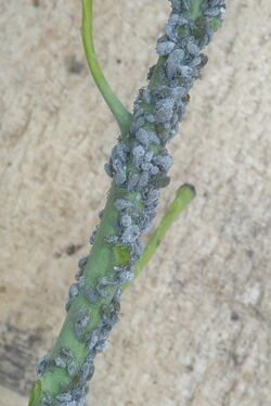 Melige koolluis op boerenkool, Brevicoryne brassicae on curley kale (1).jpg