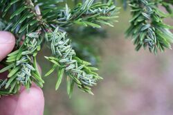 Mindarus abietinus damage on Abies borissi-regis (Bulgarian fir).jpg