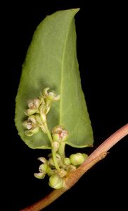 Muehlenbeckia adpressa - Flickr - Kevin Thiele (1).jpg