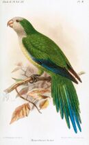 A green parrot with a white head and chest, a light-green belly, blue-tipped wings and a blue-tipped tail