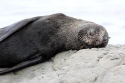 NZ Fur Seal - 1231 2013 002 (14184250871).jpg