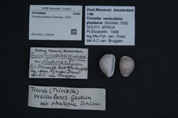 Naturalis Biodiversity Center - ZMA.MOLL.339618 - Triviella phalacra Schilder, 1930 - Triviidae - Mollusc shell.jpeg