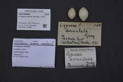 Naturalis Biodiversity Center - ZMA.MOLL.47885 - Annepona mariae (Schilder, 1927) - Cypraeidae - Mollusc shell.jpeg