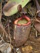 Nepenthes peltata2.jpg