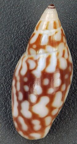 Nitidella nitida (glossy dove snail) (San Salvador Island, Bahamas) 1 (16188812361).jpg