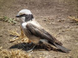 Northern White-crowned Shrike Eurocephalus ruepelli in Tanzania 2943 Nevit.jpg