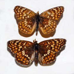 Nymphalidae - Chlosyne gabbii.JPG